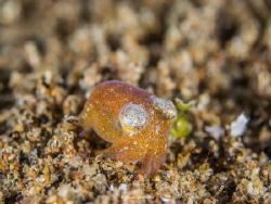 Bobtail Squid by Nick Utchin 